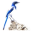 images/2020/04/BLUEJAY.png}}