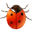 images/2020/04/Coccinella.png}}