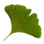 images/2020/04/Gingko.png}}