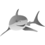 images/2020/04/SHARK.png}}